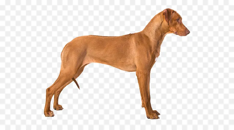 Raza De Perro，Ridgeback Ridgeback PNG