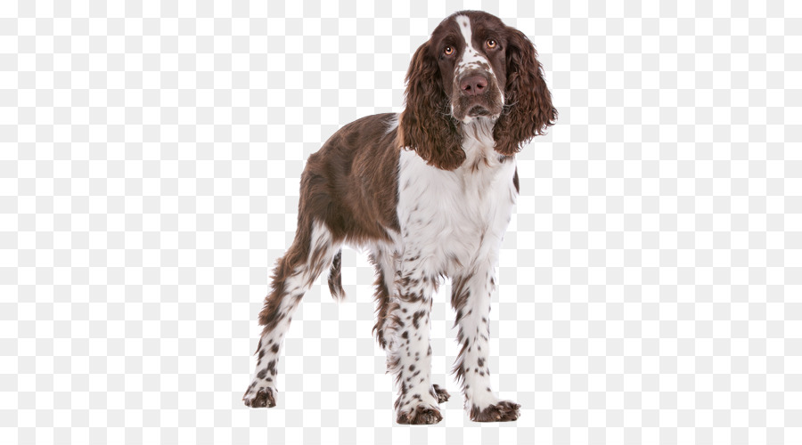 Field Spaniel，Springer Spaniel Inglés PNG