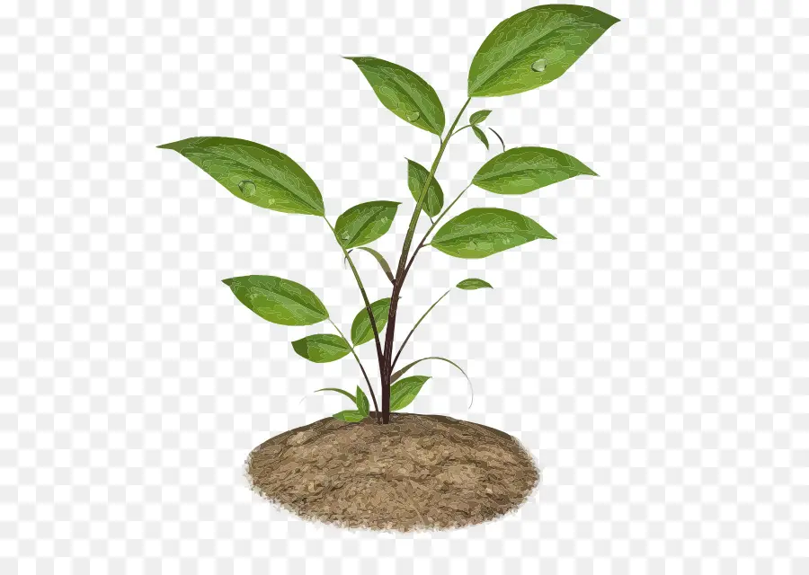 Planta Joven，Hojas PNG