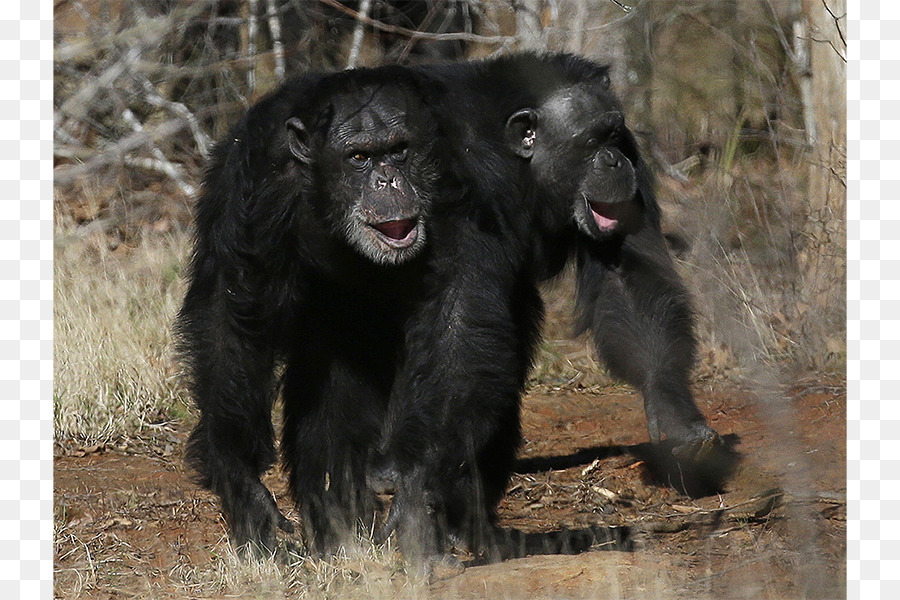 Chimpancé Común，Gorila PNG