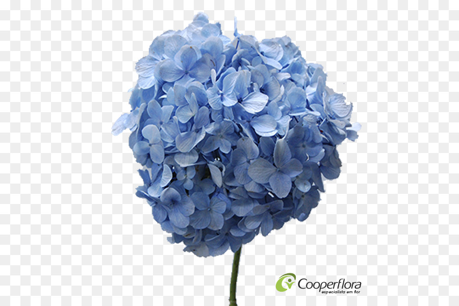 Hortensia Azul，Floración PNG