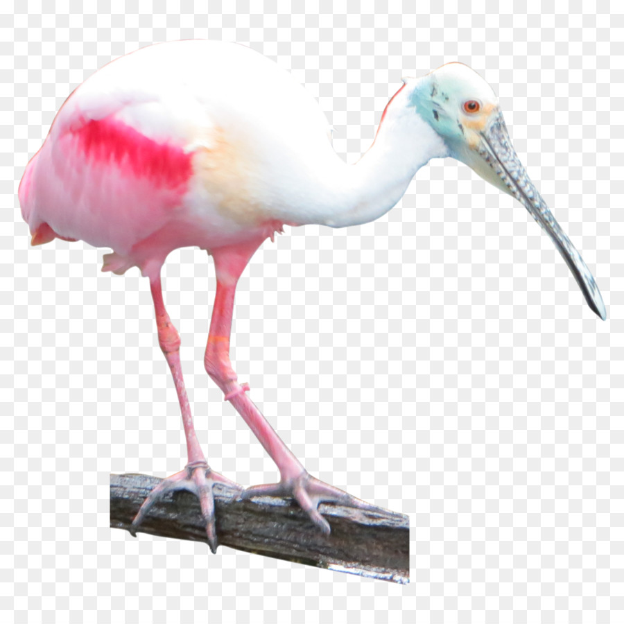 Ibis，Aves PNG