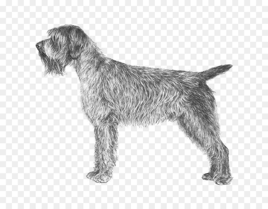 Wirehaired Pointing Griffon，Alemán Wirehaired Puntero PNG