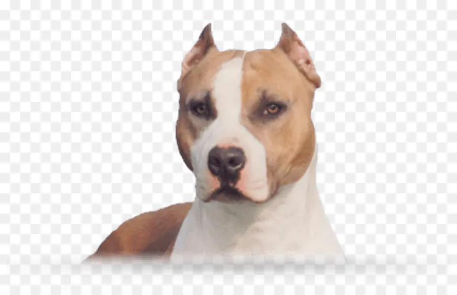 American Staffordshire Terrier，American Pit Bull Terrier PNG