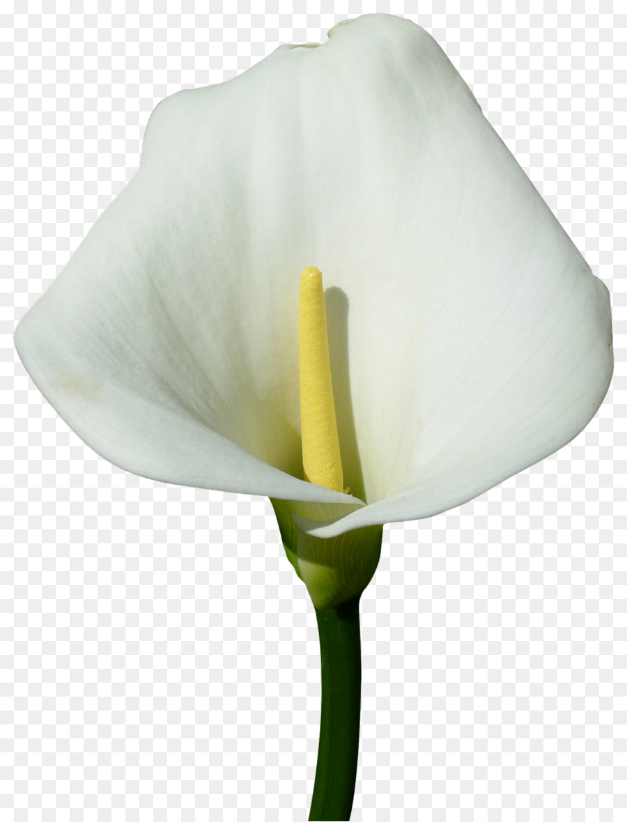 Arumlily，Flor PNG