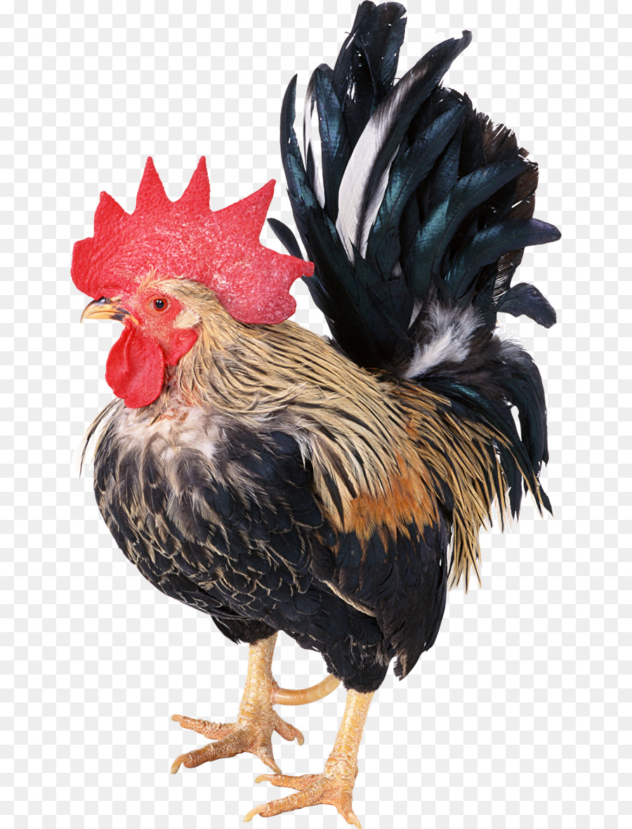 Cochin Pollo，Jacobino De La Paloma PNG