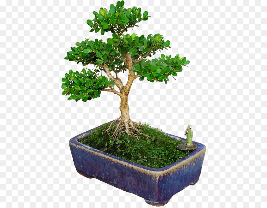 Árbol Bonsái，En Conserva PNG