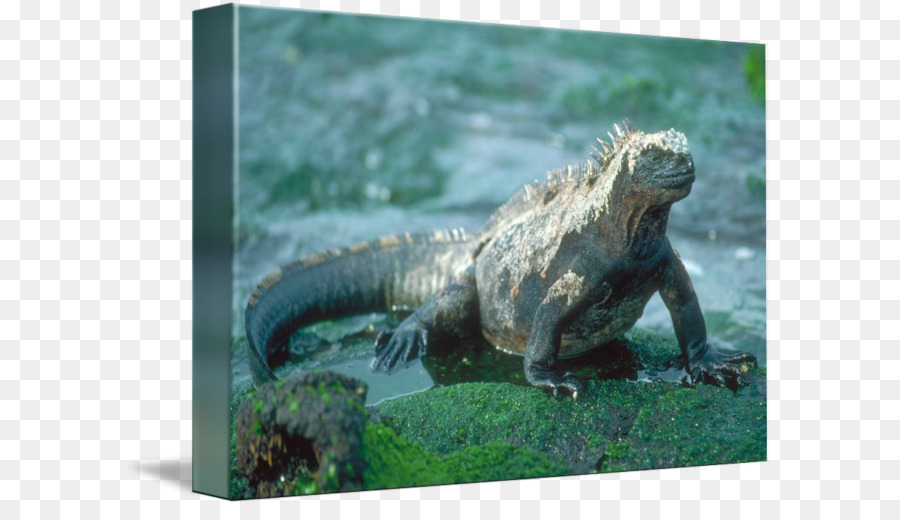 Común Iguanas，Reptiles PNG