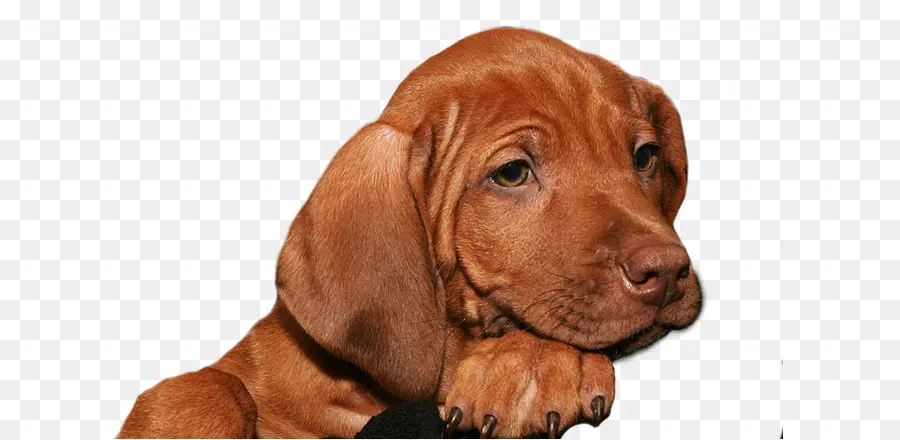 Vizsla，Ridgeback Ridgeback PNG