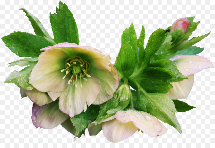 Flor，Helleborus Níger PNG