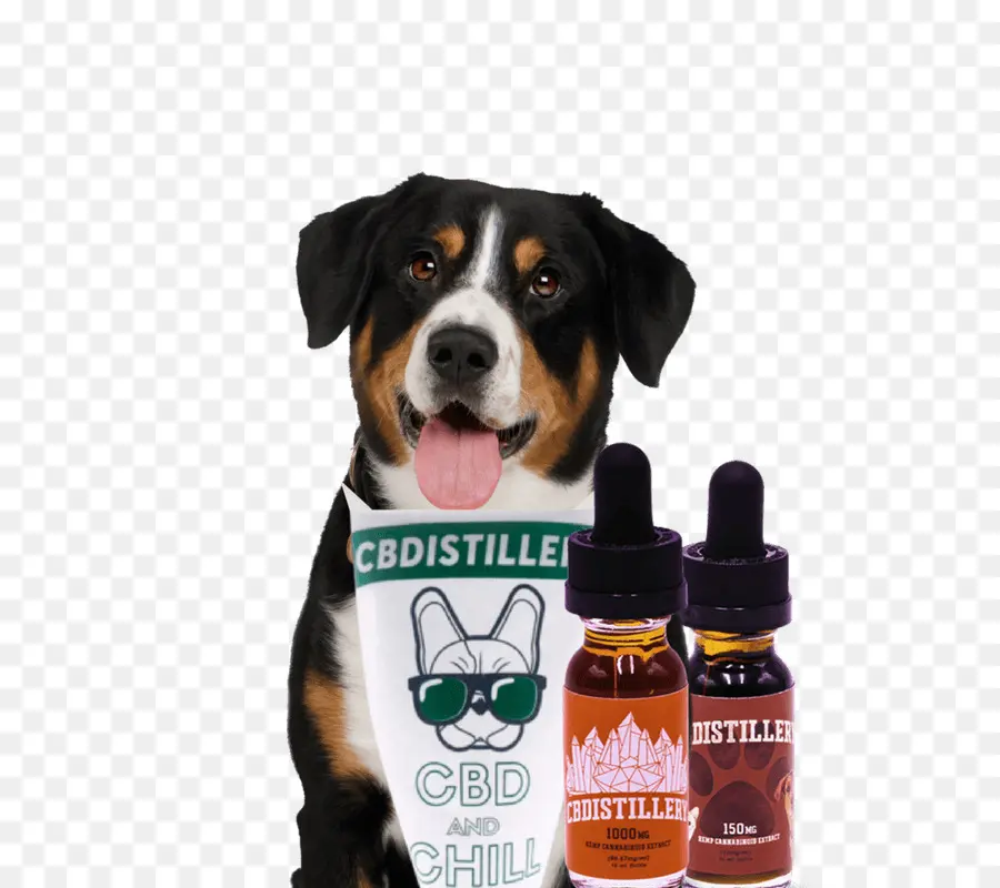 Entlebucher Perro De Montaña De Los，Gran Boyero Suizo PNG