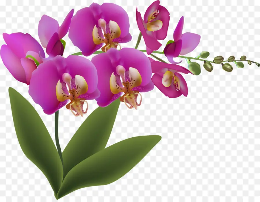 Las Orquídeas，Flor PNG