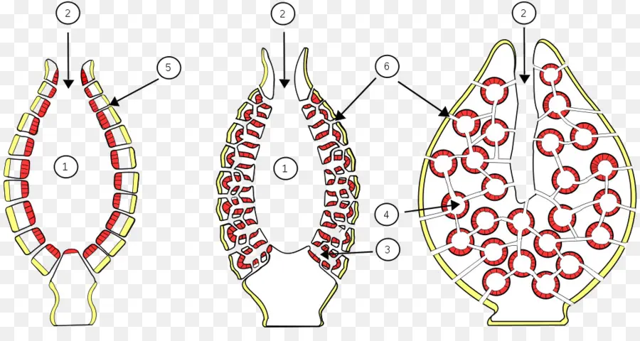 Estructura De La Planta，Biología PNG