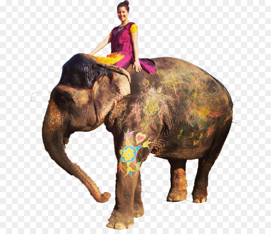 Elefante，Equitación PNG