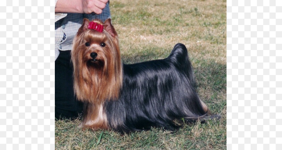 Terrier Sedoso Australiano，Terrier Australiano PNG