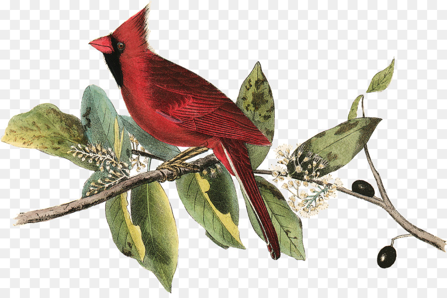 Las Aves De América，Pájaro PNG