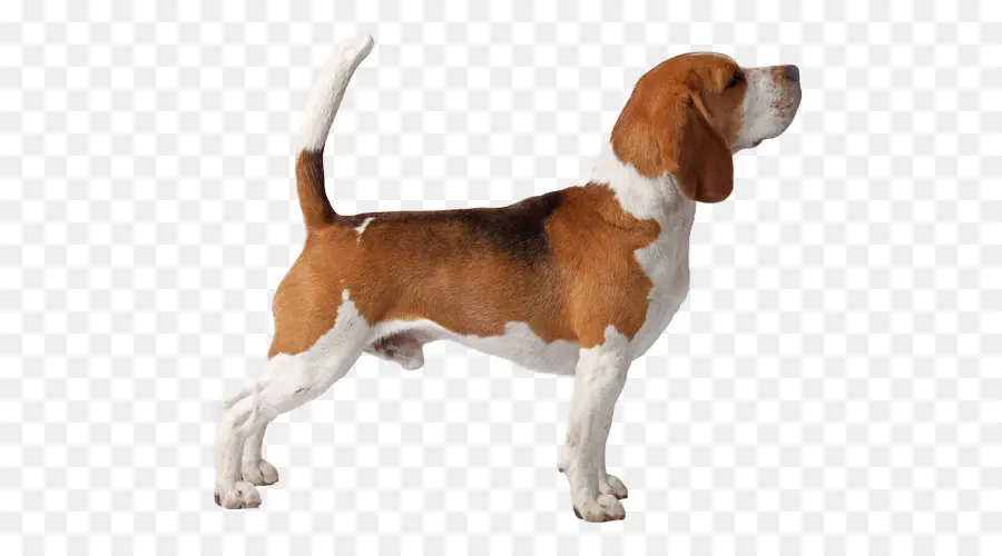 Perro，Mascota PNG