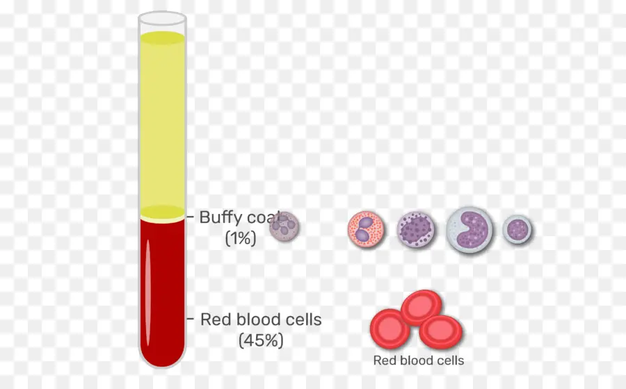 Buffy Coat，La Sangre PNG