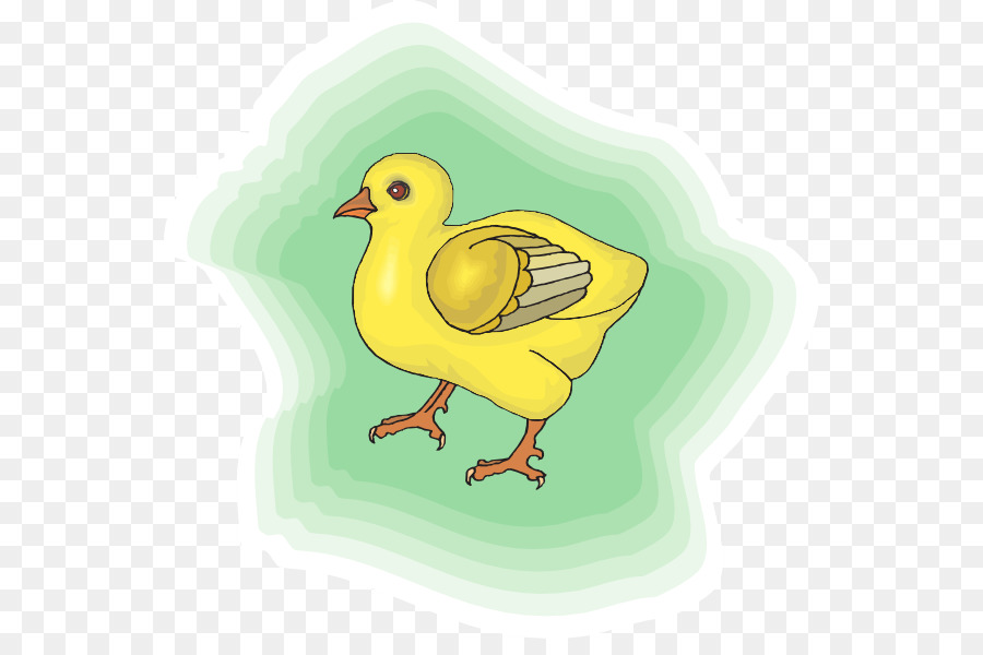 Pollo，Pájaro PNG