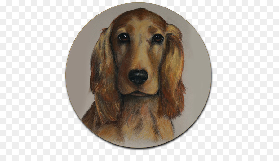 Teckel，Cocker Spaniel Inglés PNG