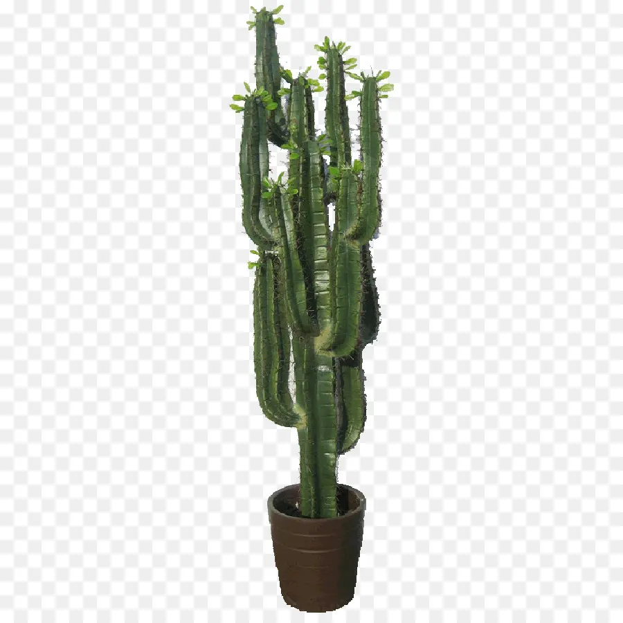 Cactus De San Pedro，Cactaceae PNG