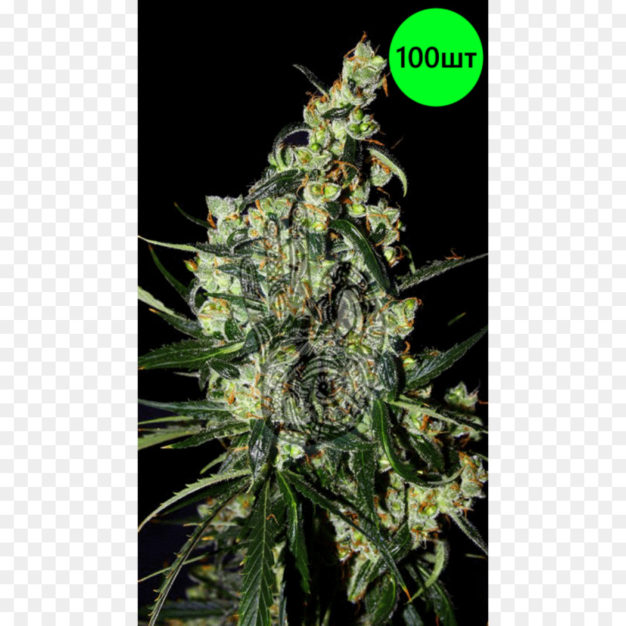 El Cannabis，Luna Nueva PNG