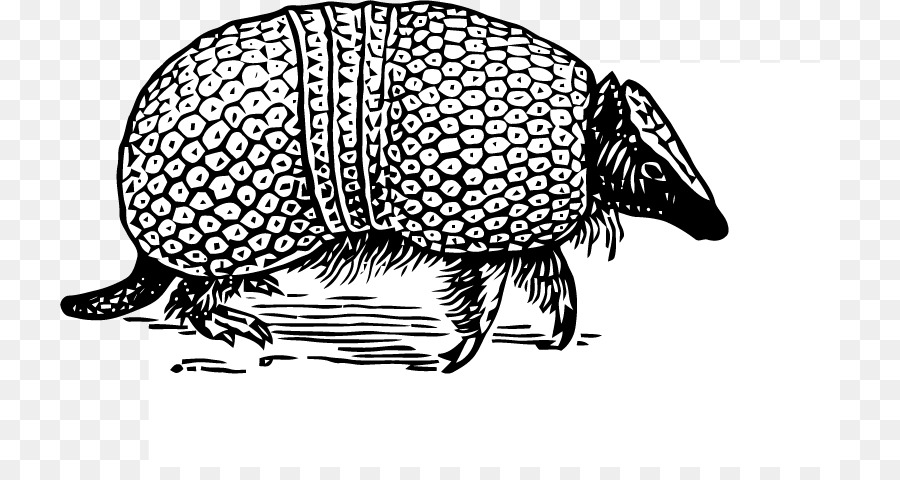 Armadillo，Ninebanded Armadillo PNG