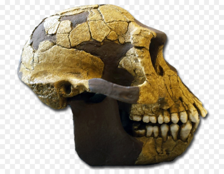 Reptil，Cráneo PNG