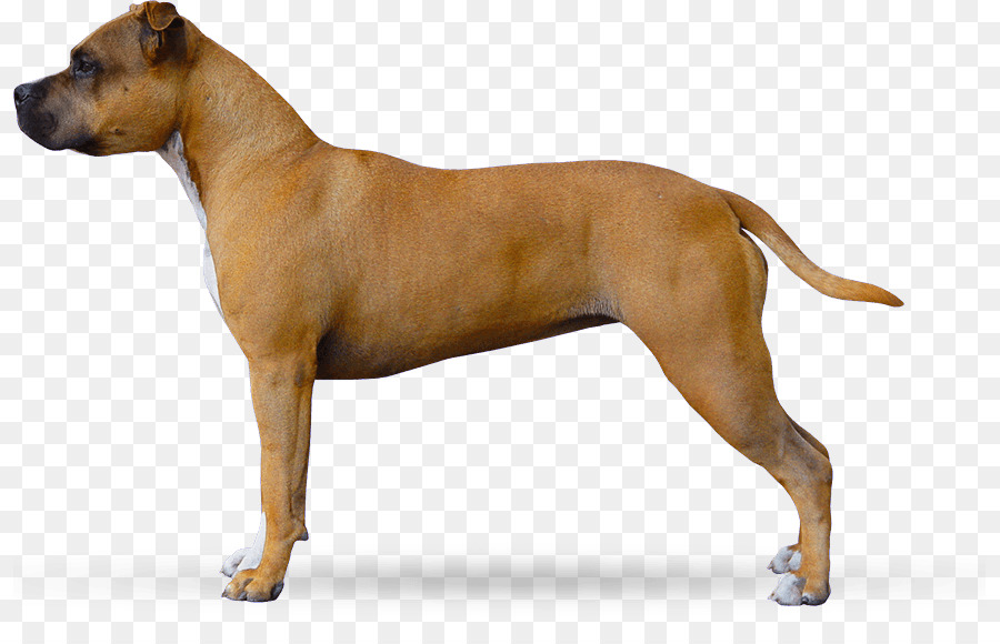 Perro，Mascota PNG