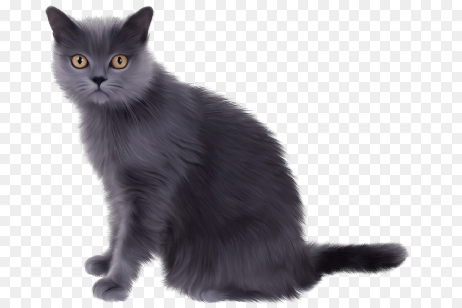 Gatito，Gato Persa PNG