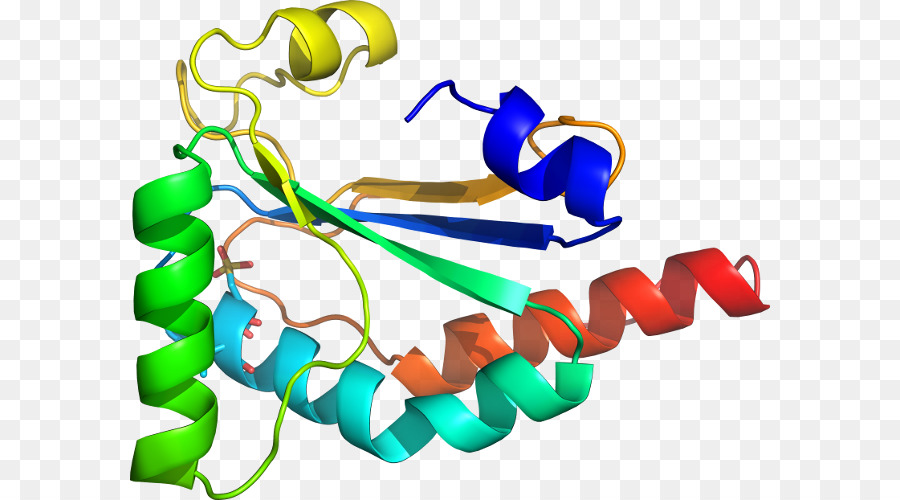 Estructura De La Proteína，Molécula PNG