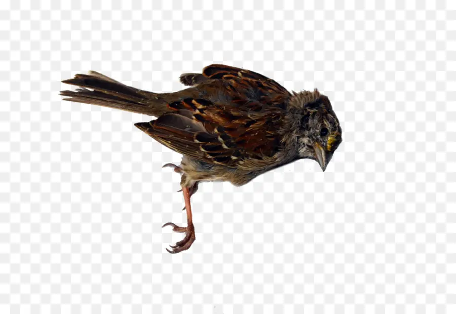 Pájaros Muertos，Aves PNG