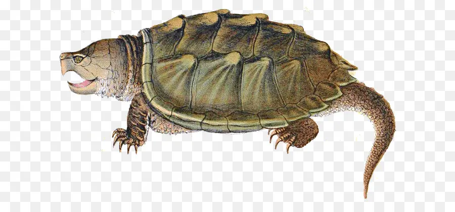 Tortuga，Cocodrilo PNG