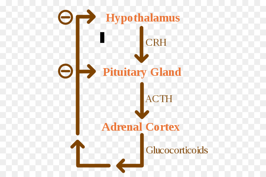 Sistema Endocrino，Hormonas PNG