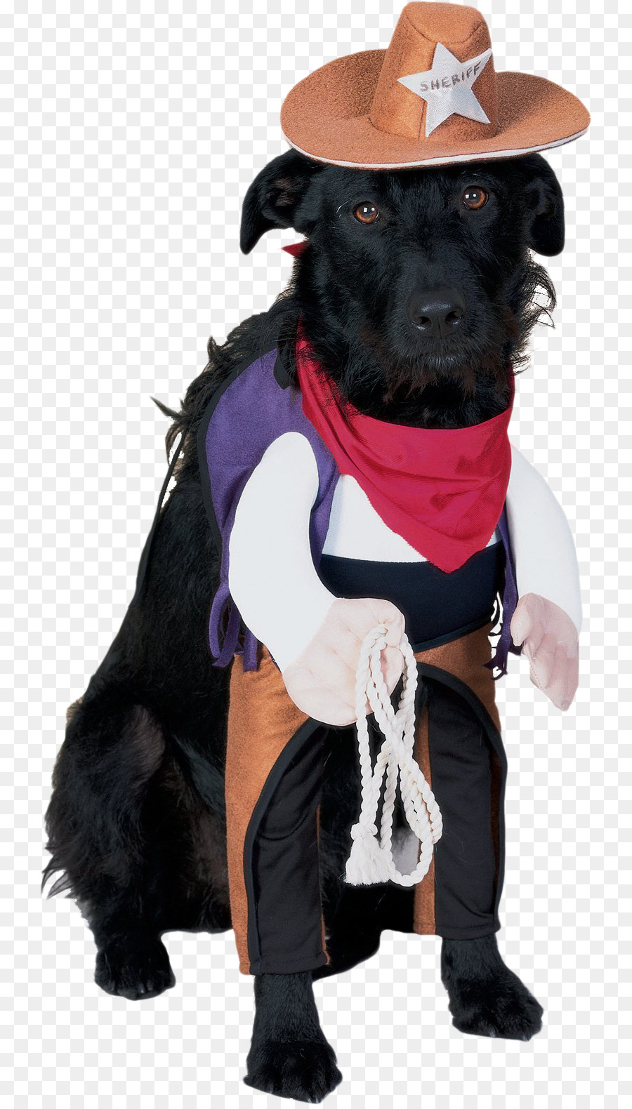 Perro Disfrazado De Vaquero，Sombrero PNG