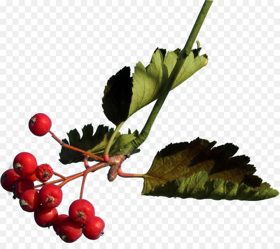 Berry，Гроздья Рябины PNG