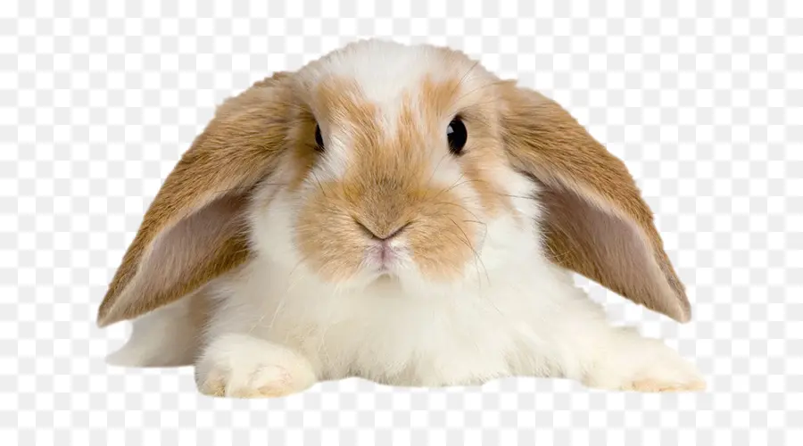 Nacionales De Conejo，Holland Lop PNG