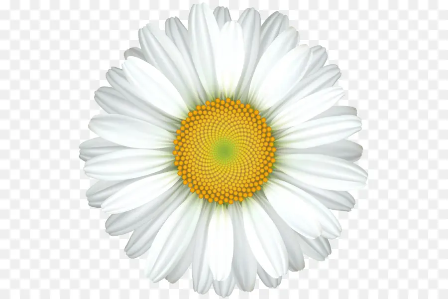 Común Daisy，Royaltyfree PNG