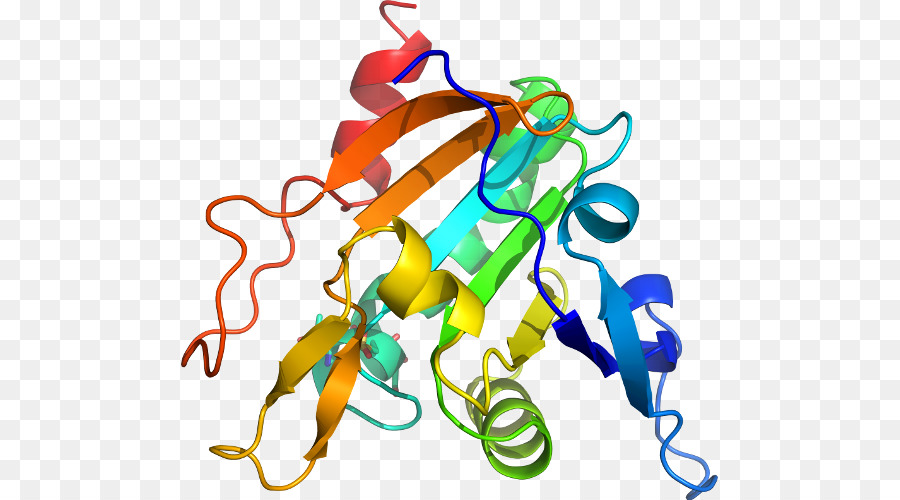 Estructura De La Proteína，Biología PNG