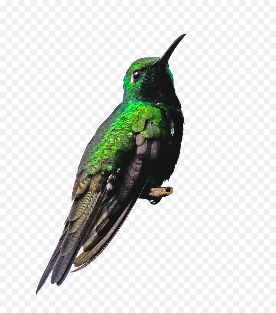 Colibrí，Vistoso PNG