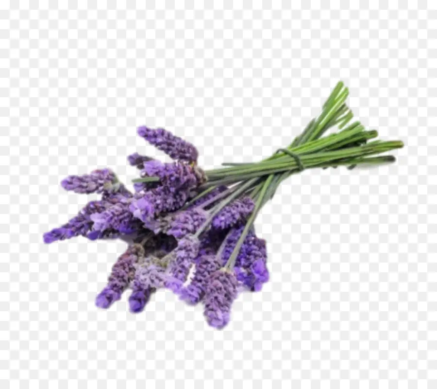 Lavanda，Hierba PNG