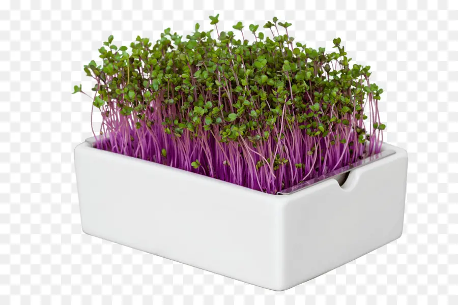 Heimgart Microgreens，Microgreen PNG