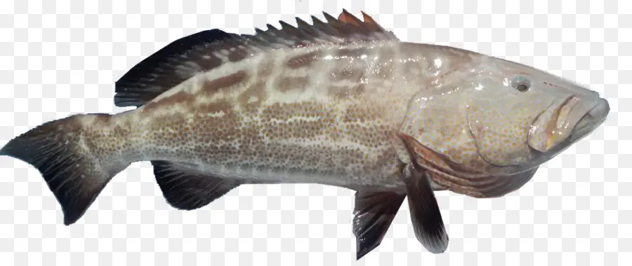 La Tilapia，Mero Negro PNG