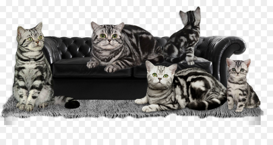 Gatito，American Shorthair PNG