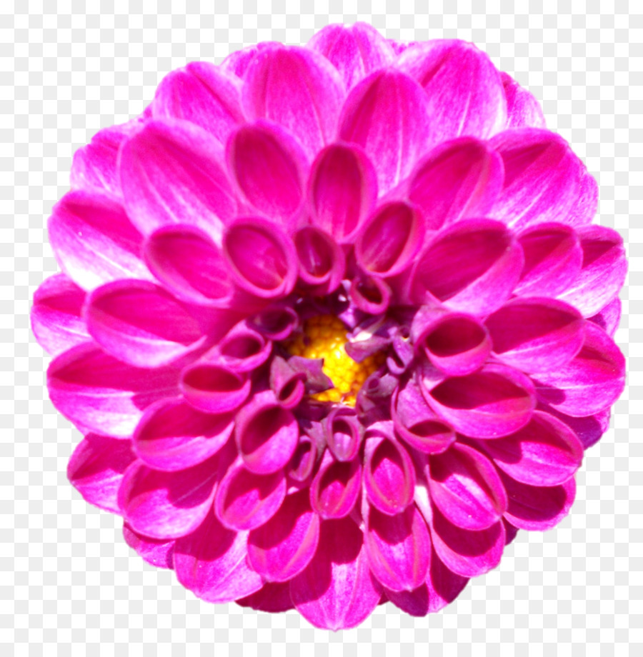 Flor，Floración PNG