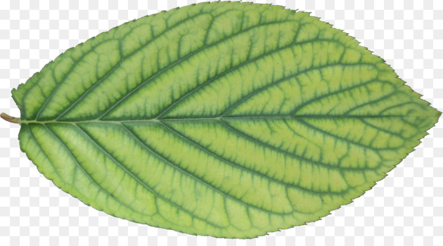 Hoja Verde，Planta PNG