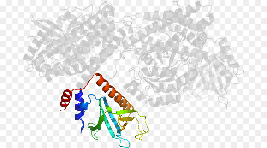 Estructura Proteica，Molécula PNG