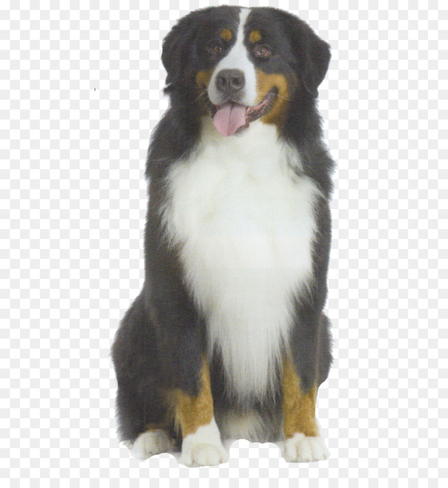 Perro，Sesión PNG