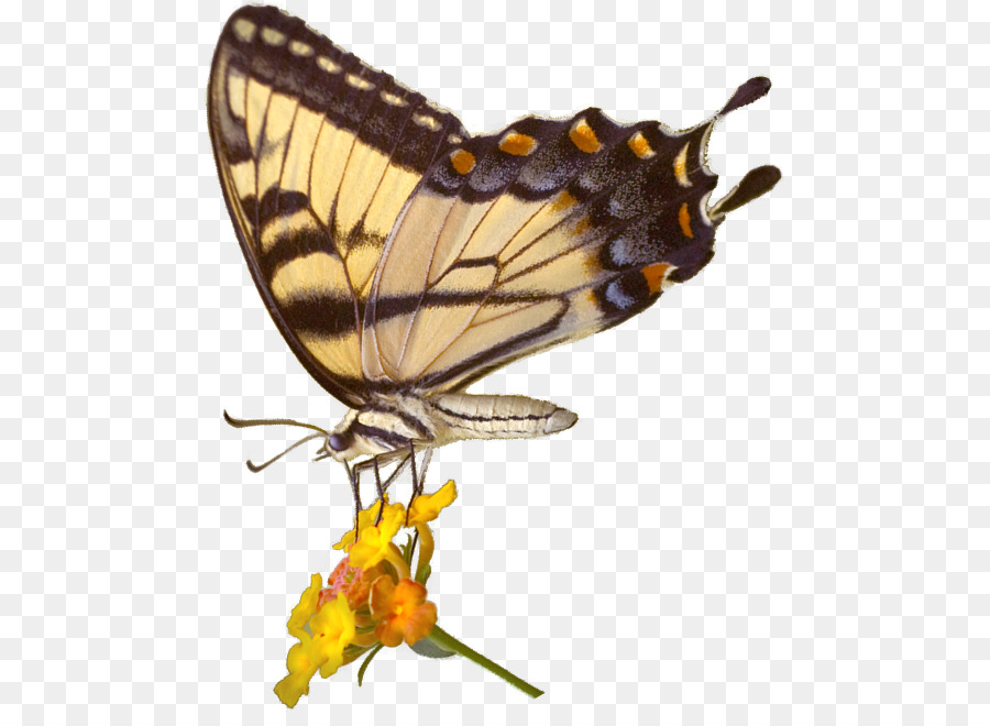 La Mariposa Monarca，Uga De La Colección De Artrópodos PNG