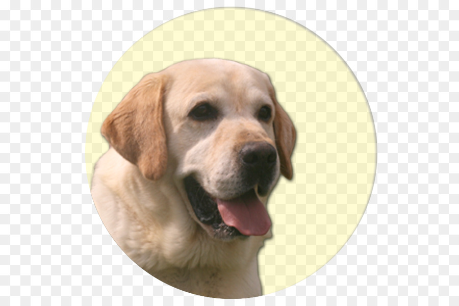 Labrador Retriever，Golden Retriever PNG